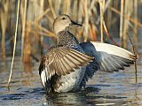 Gadwall